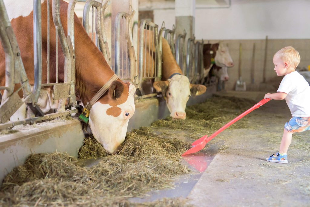 Kind füttert Kühe mit der Schaufel im modernen Bio-Bauernhofstall am Schwabhof in Kleinarl – hautnahes Bauernhoferlebnis für Kinder im Urlaub.